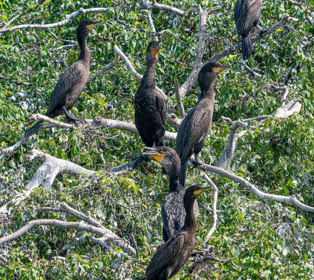 Double-crested Cormorant - ML639778203