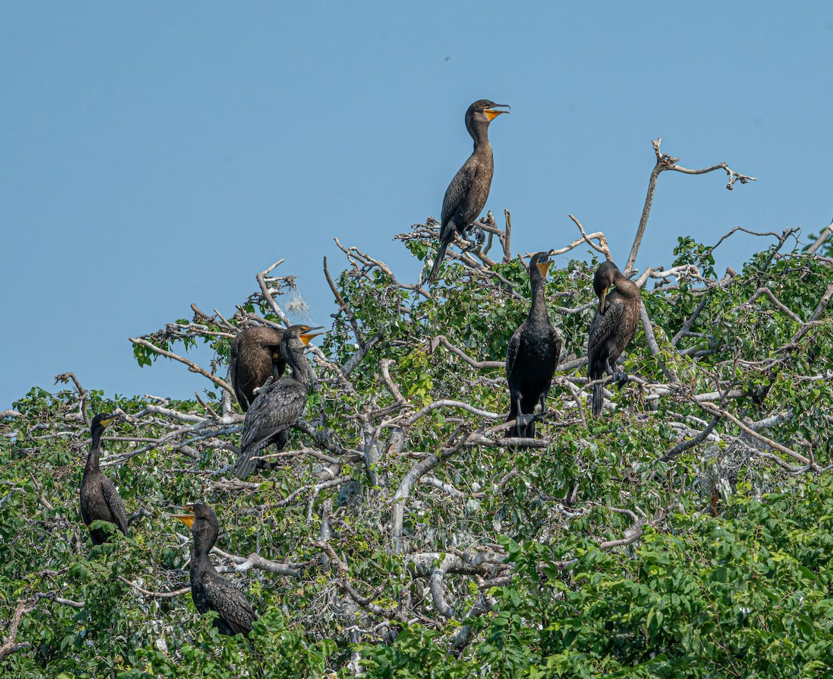 Double-crested Cormorant - ML639778204