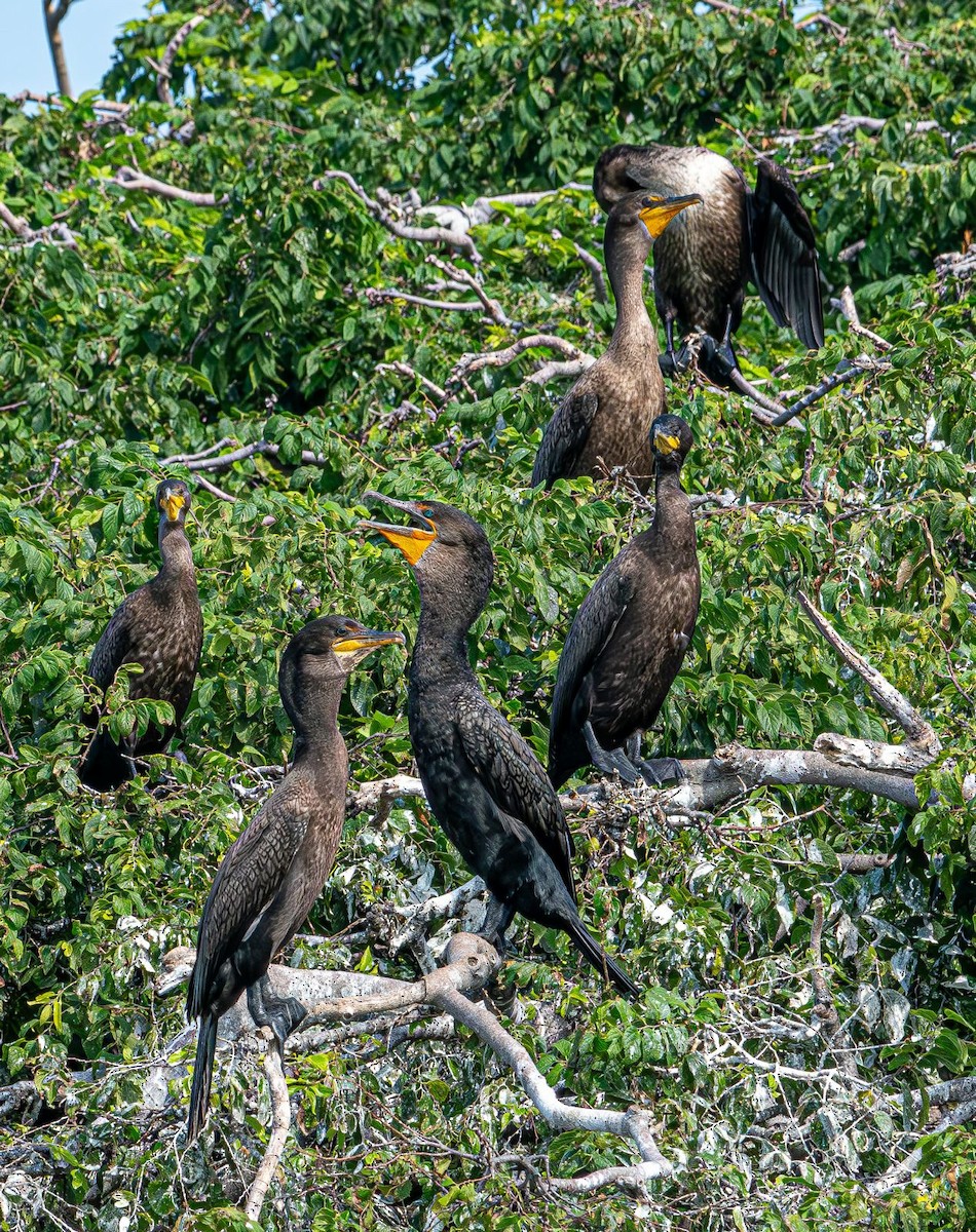 Double-crested Cormorant - ML639778205