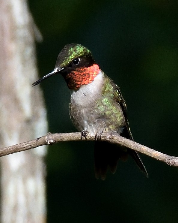 Ruby-throated Hummingbird - ML639778209