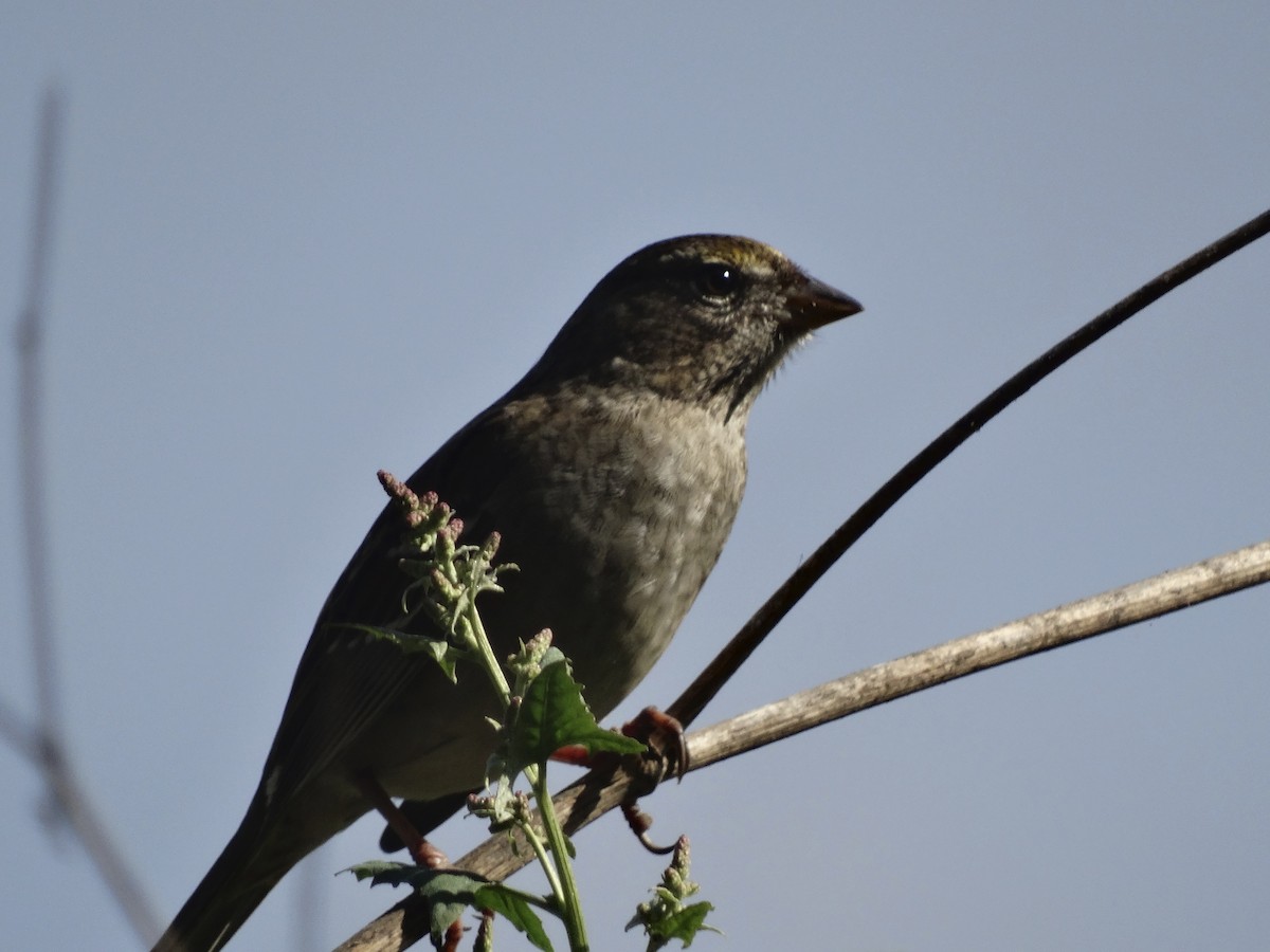 Golden-crowned Sparrow - ML639778216