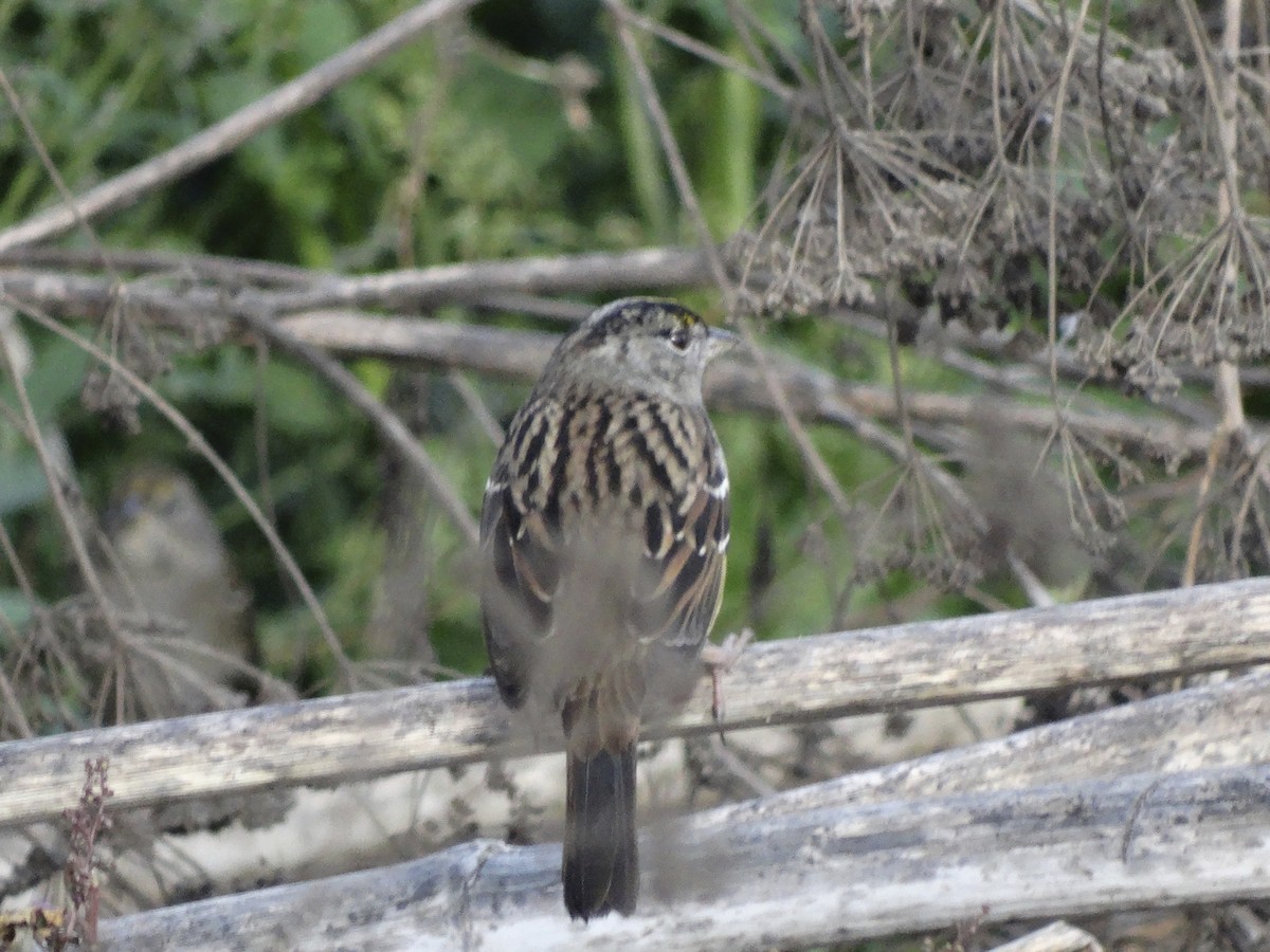 Golden-crowned Sparrow - ML639778217