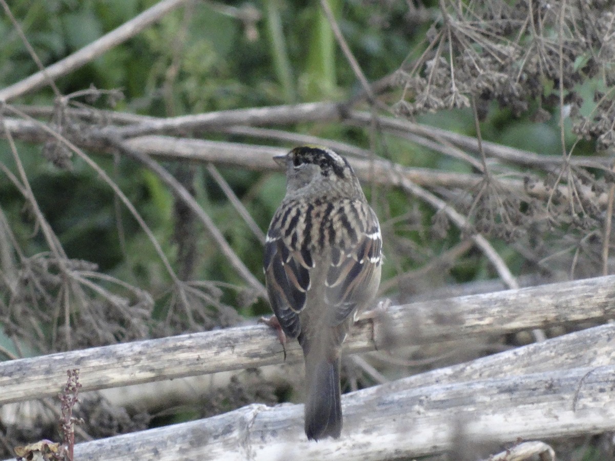 Golden-crowned Sparrow - ML639778218