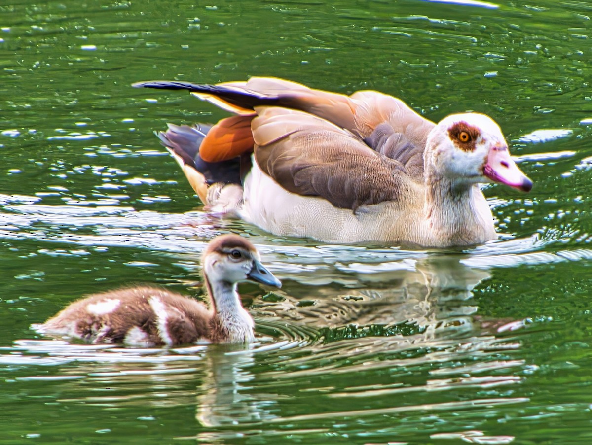Egyptian Goose - ML639778223