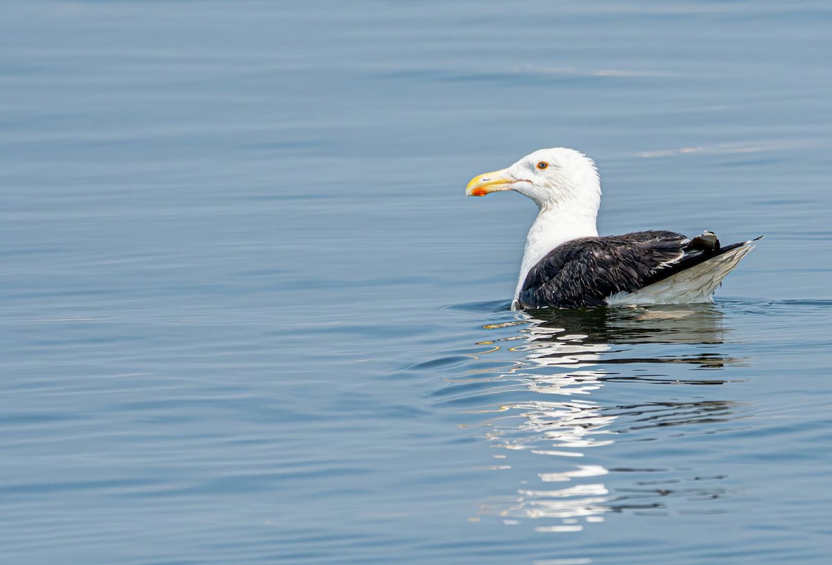 Great Black-backed Gull - ML639778228