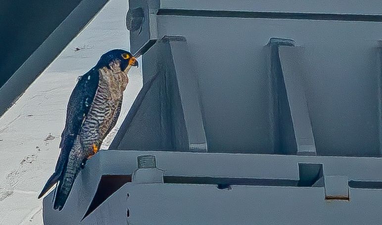 Peregrine Falcon - ML639778251