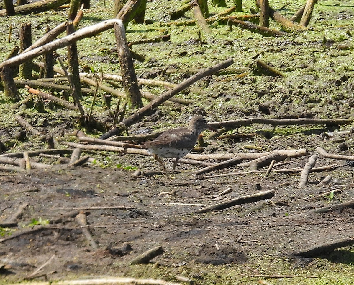 Spotted Sandpiper - ML639778269