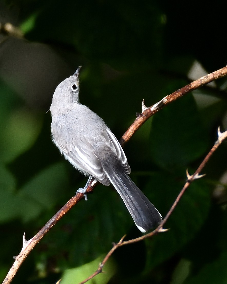 Blue-gray Gnatcatcher - ML639778271