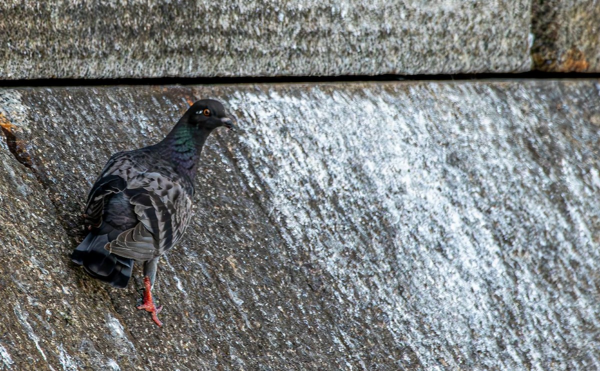 Rock Pigeon (Feral Pigeon) - ML639778272