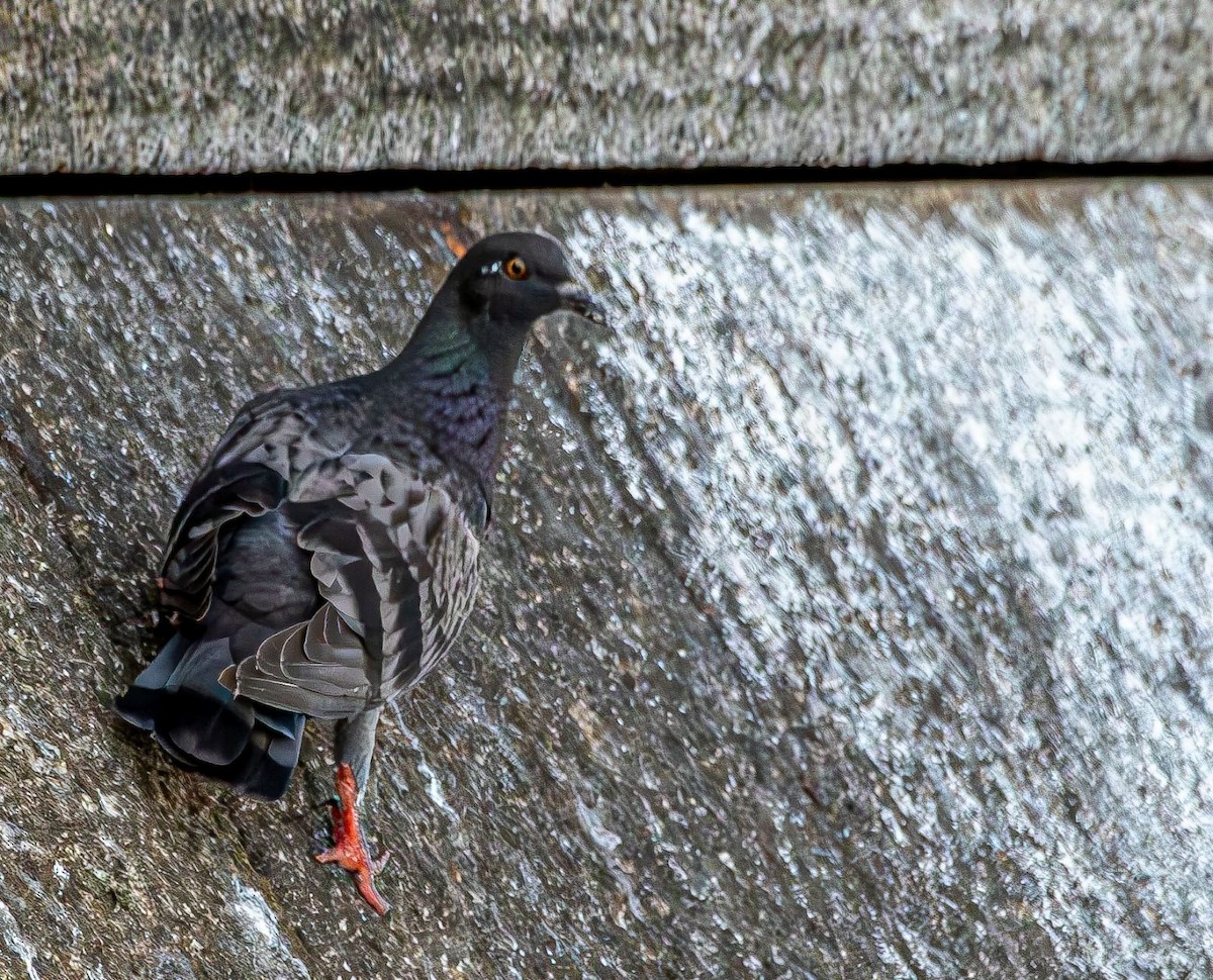 Rock Pigeon (Feral Pigeon) - ML639778274
