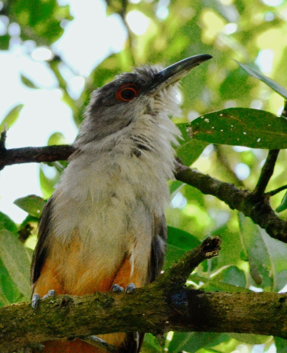 Great Lizard-Cuckoo - ML639778283