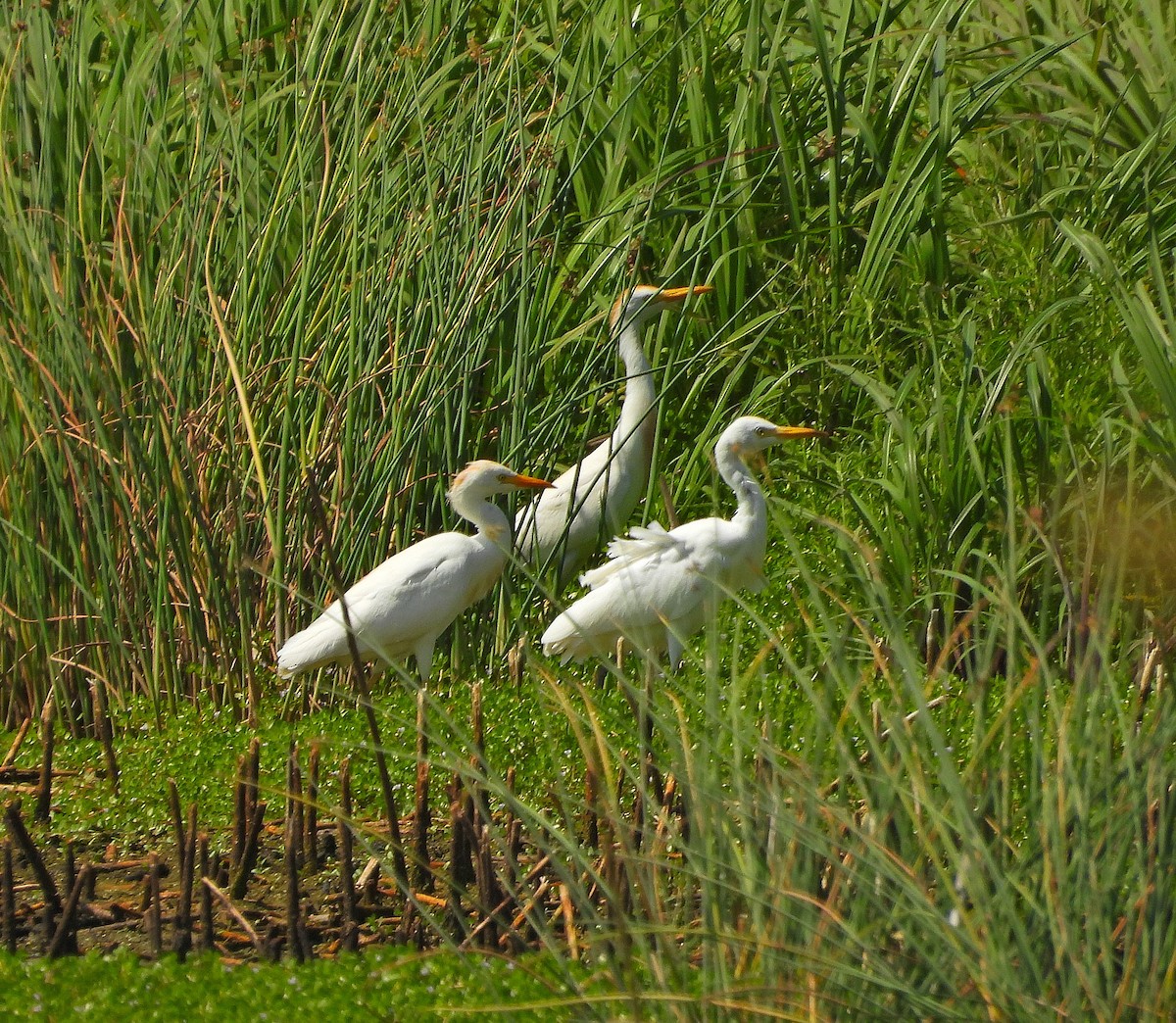 Western Cattle-Egret - ML639778310