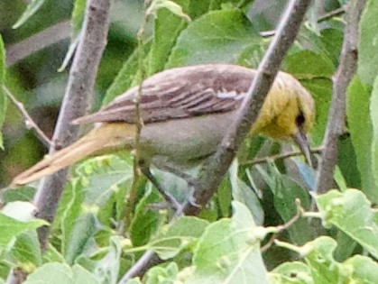 Bullock's Oriole - ML639778339