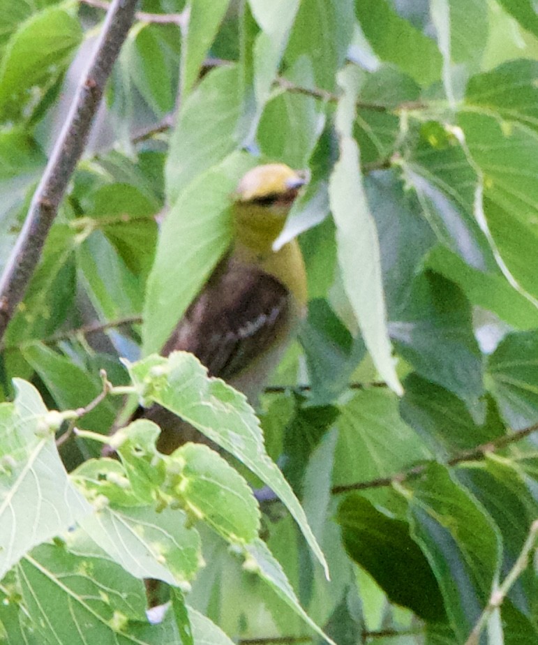 Bullock's Oriole - ML639778341