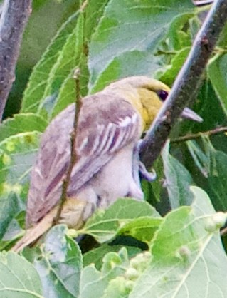 Bullock's Oriole - ML639778342