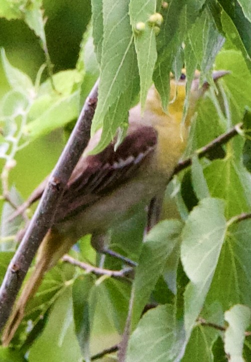 Bullock's Oriole - ML639778343