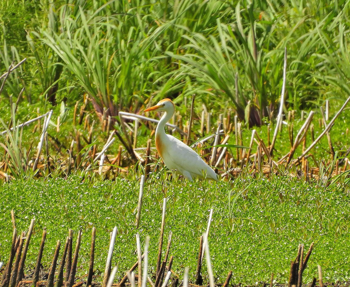 Western Cattle-Egret - ML639778347