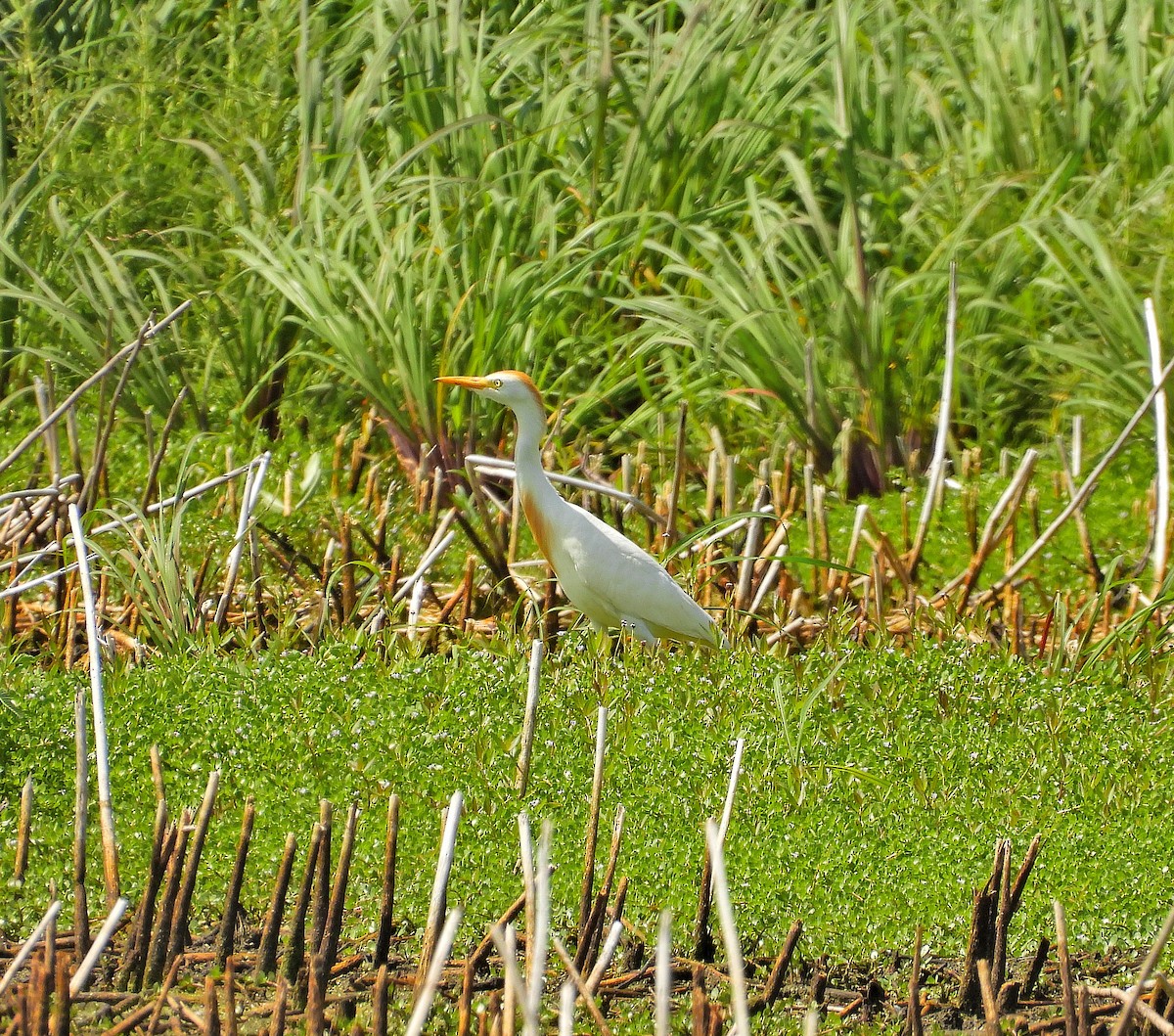 Western Cattle-Egret - ML639778348