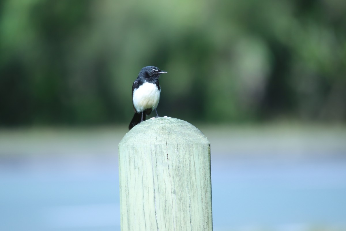 ヨコフリオウギビタキ - ML639778424