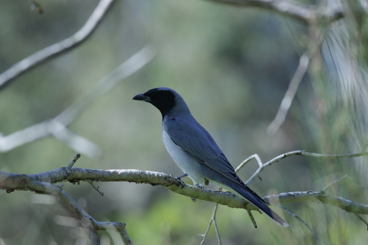 オーストラリアオニサンショウクイ - ML639778438