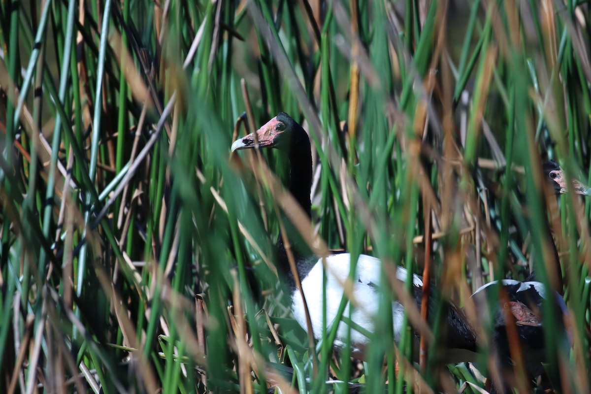 カササギガン - ML639778446