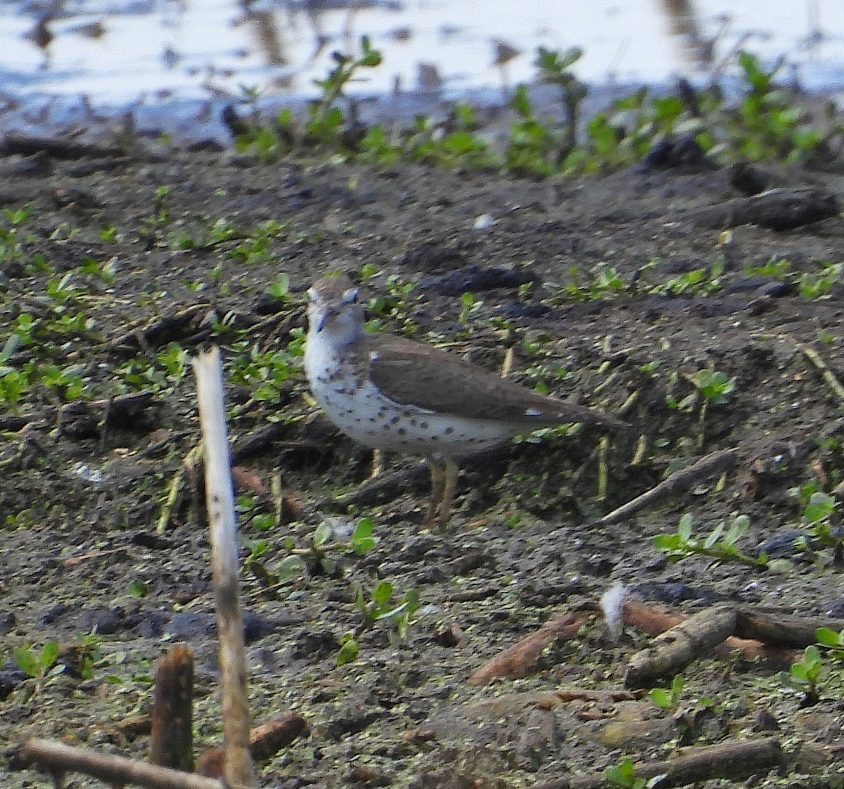 Spotted Sandpiper - ML639778457