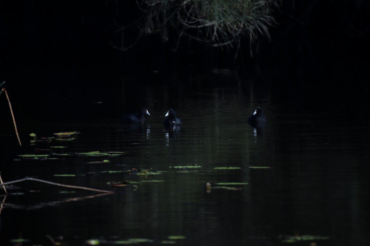 オオバン - ML639778462