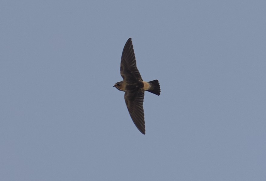 Cliff Swallow - ML639778471