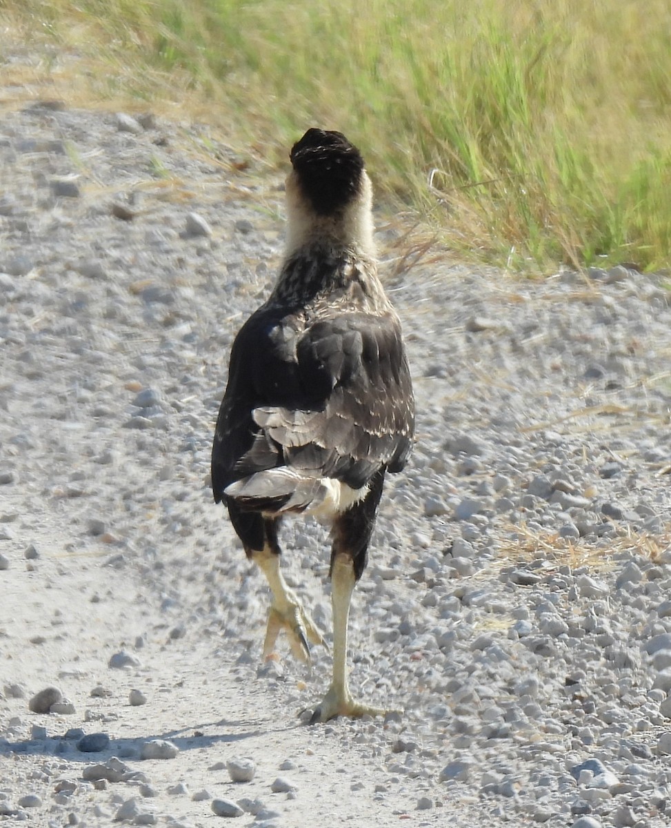 Caracara Carancho (norteño) - ML639778477