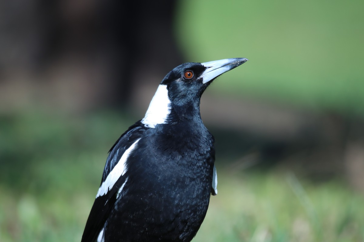 カササギフエガラス（tibicen グループ） - ML639778481