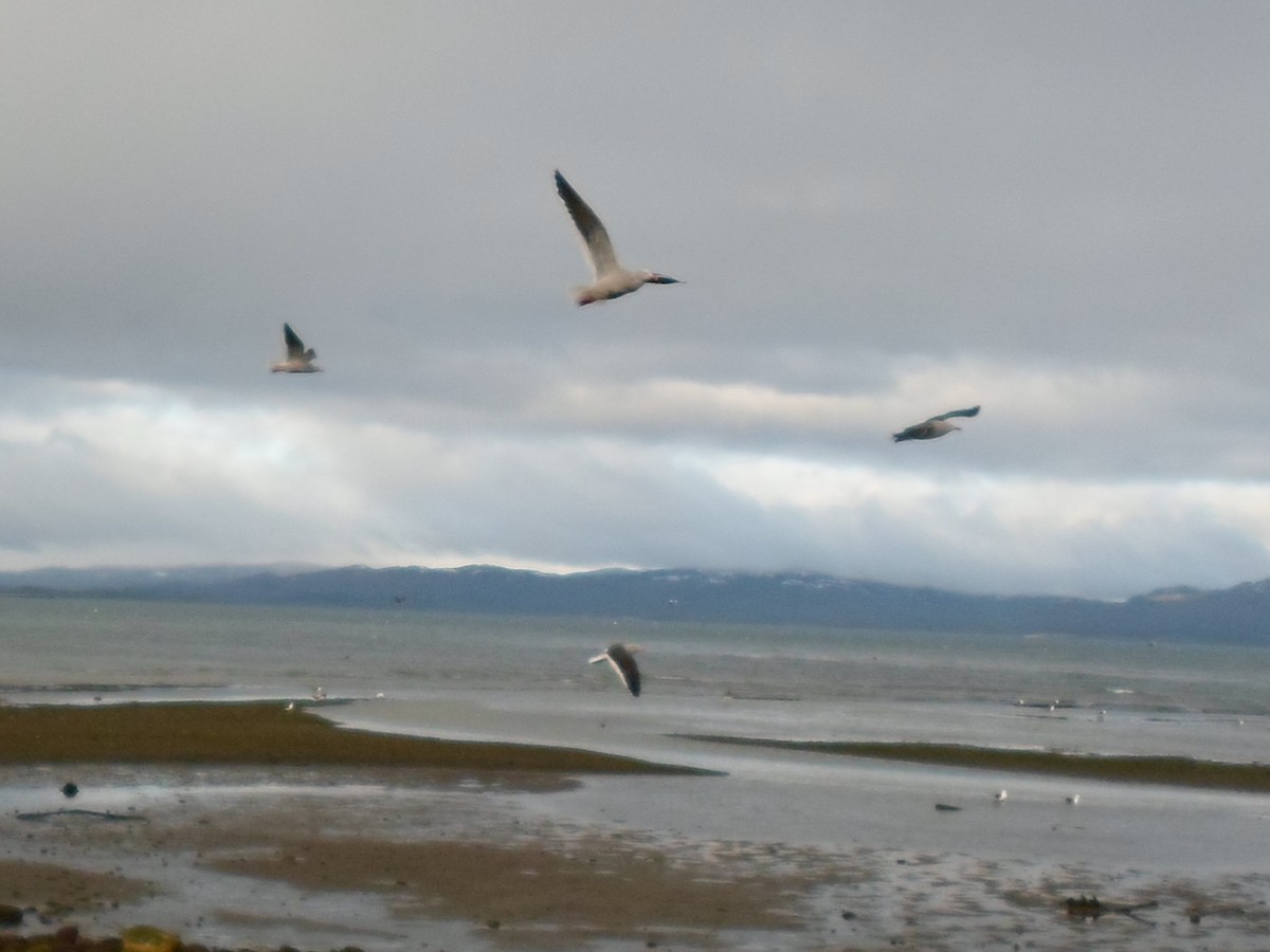 Dolphin Gull - ML639778482