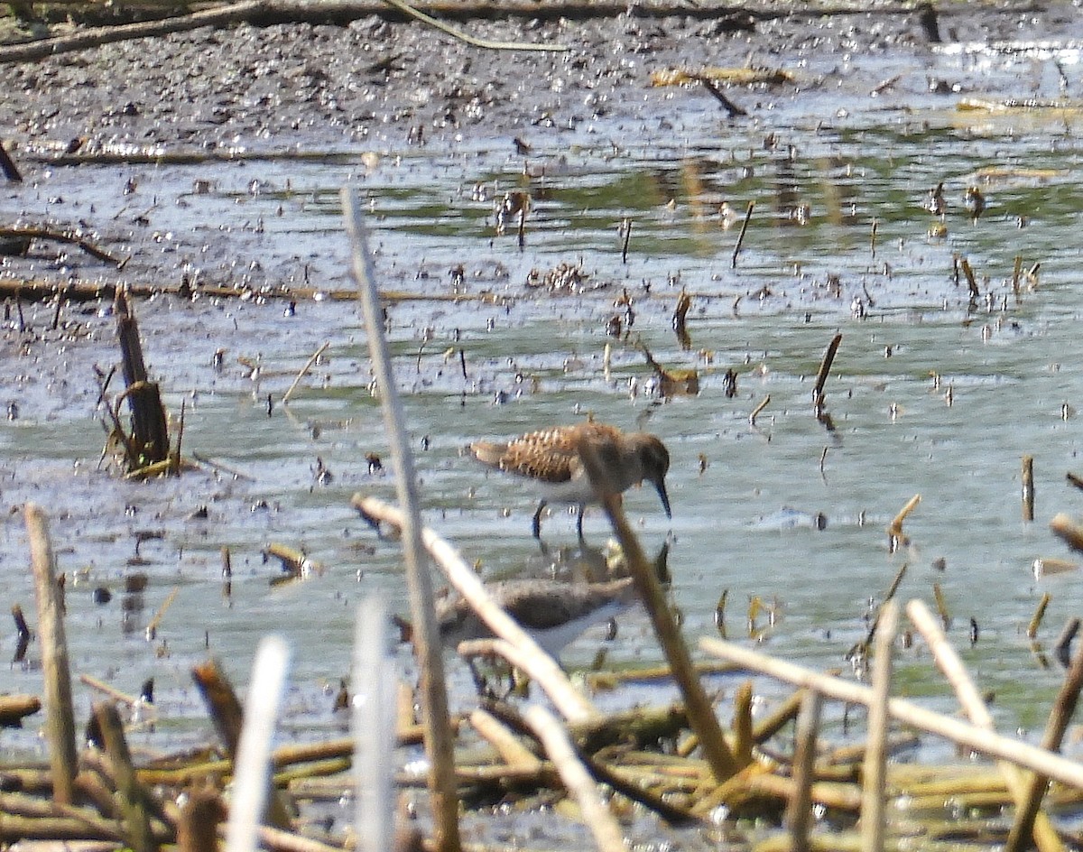 Least Sandpiper - ML639778493