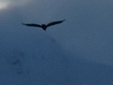 Turkey Vulture - ML639778499