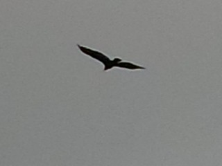 Turkey Vulture - ML639778517