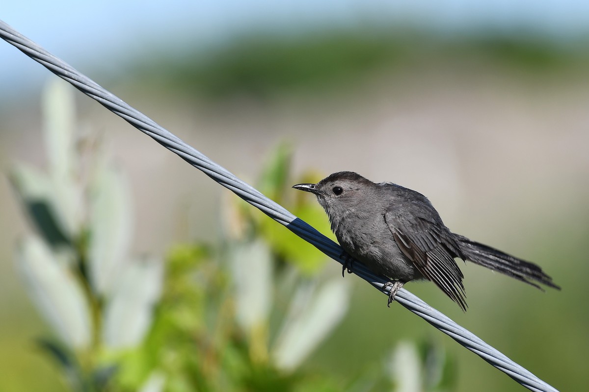 Gray Catbird - ML639778520