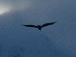 Turkey Vulture - ML639778530