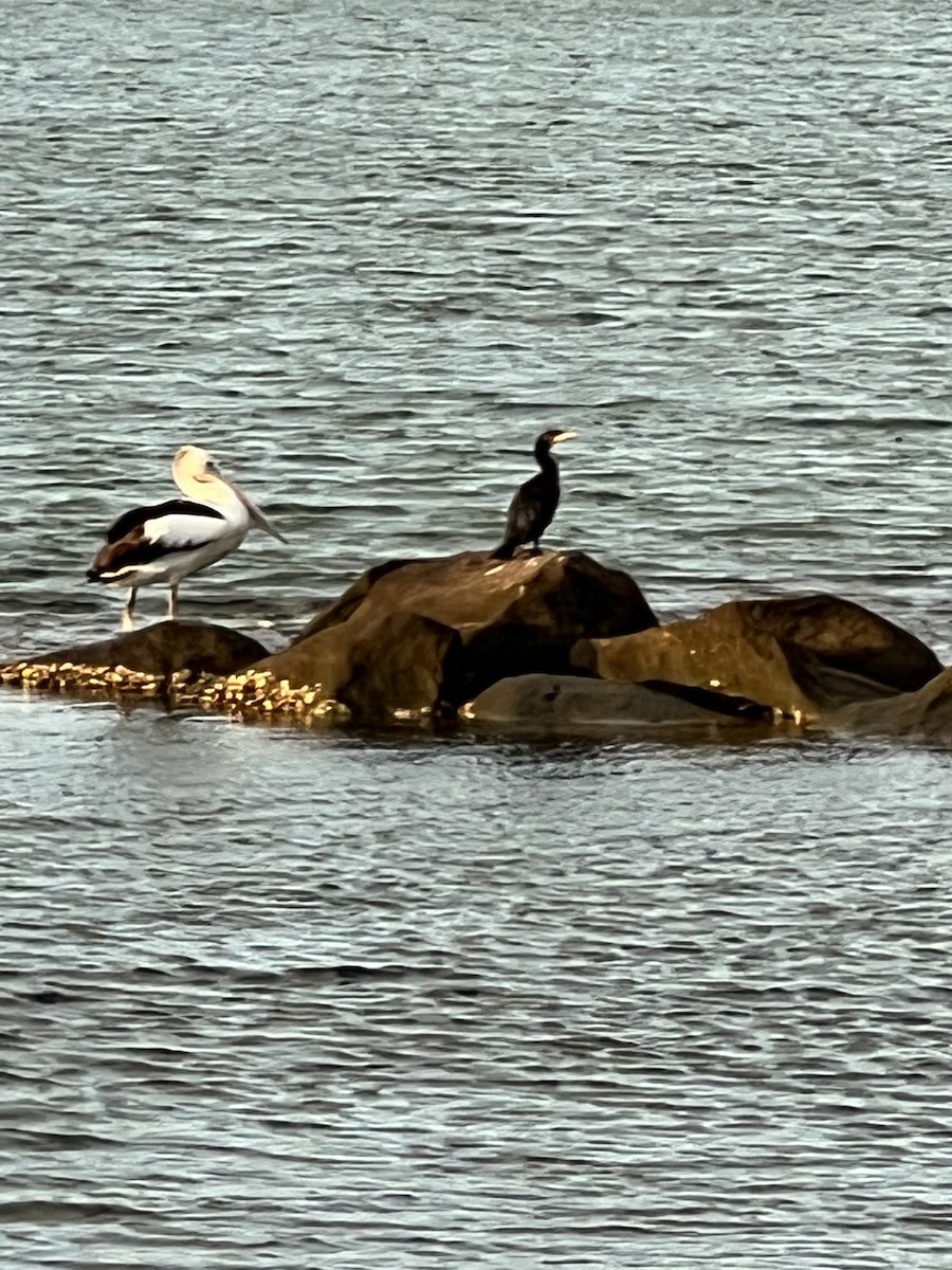 Cormorano - ML639778563