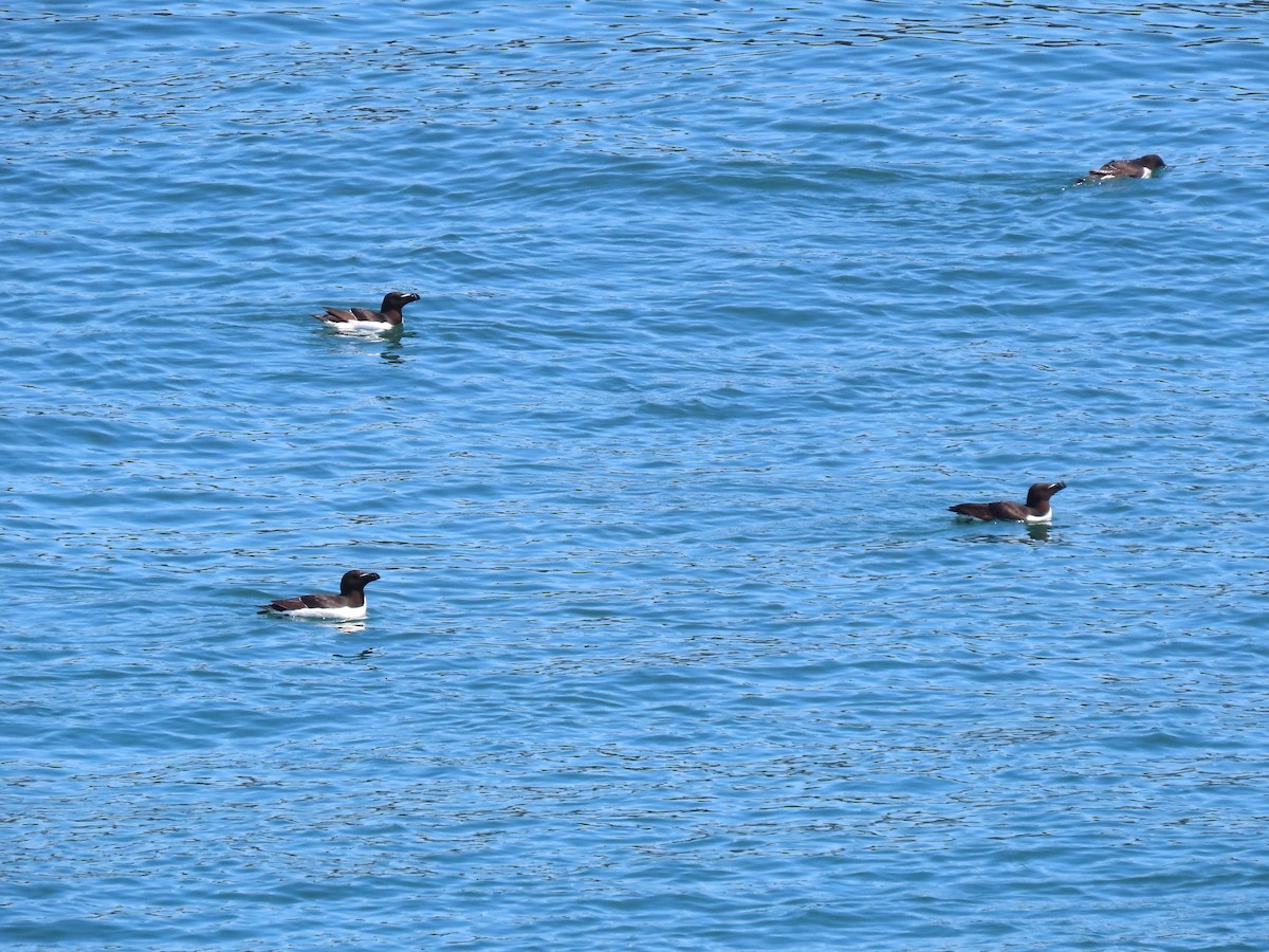 Razorbill - ML639778594