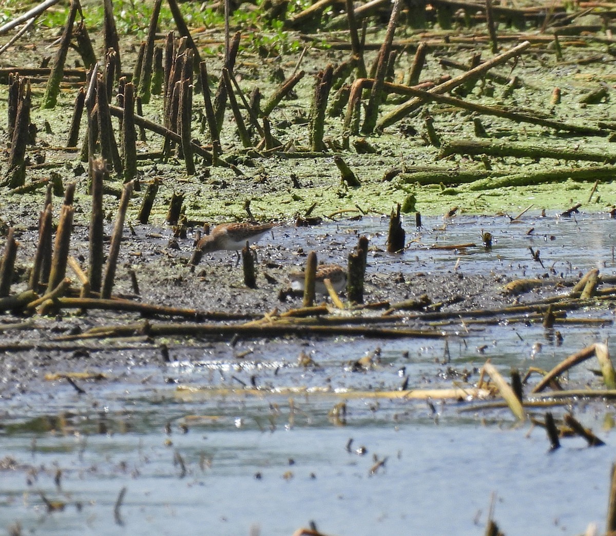 Least Sandpiper - ML639778603