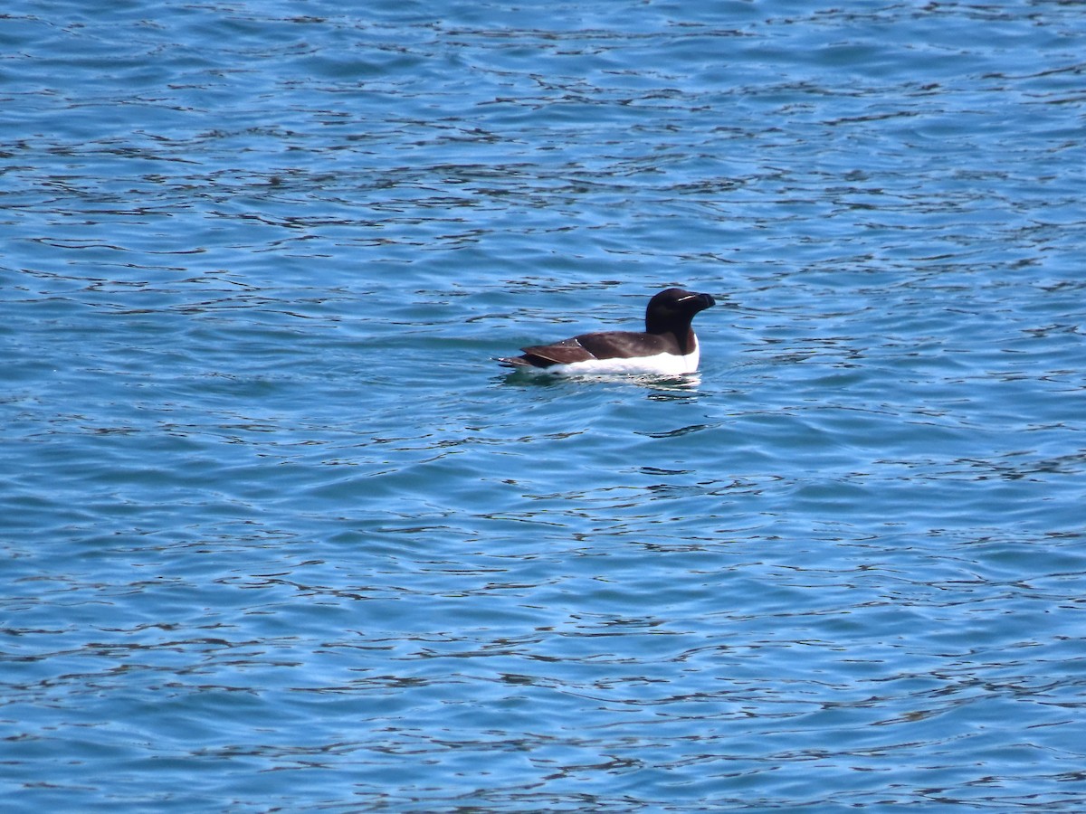 Razorbill - ML639778604