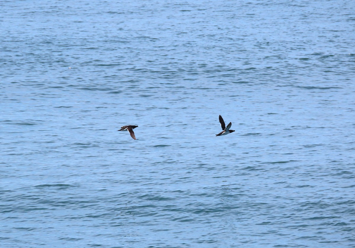 Razorbill - ML639778607