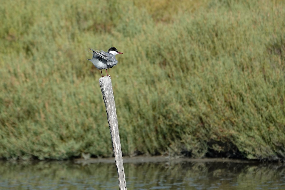 Whiskered Tern - ML639778611