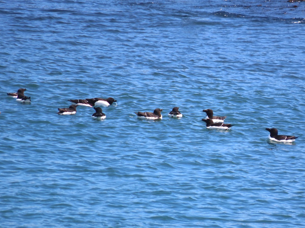 Razorbill - ML639778612