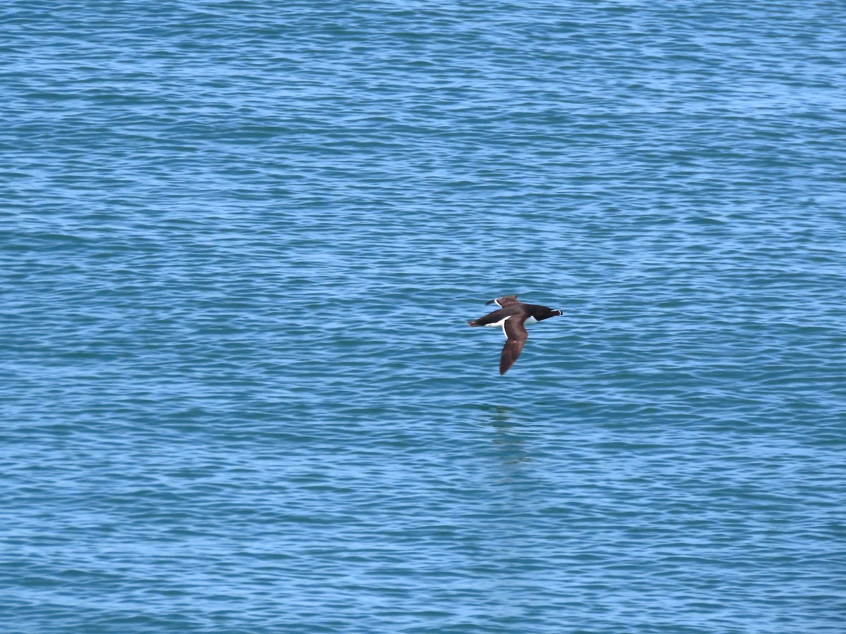 Razorbill - ML639778617