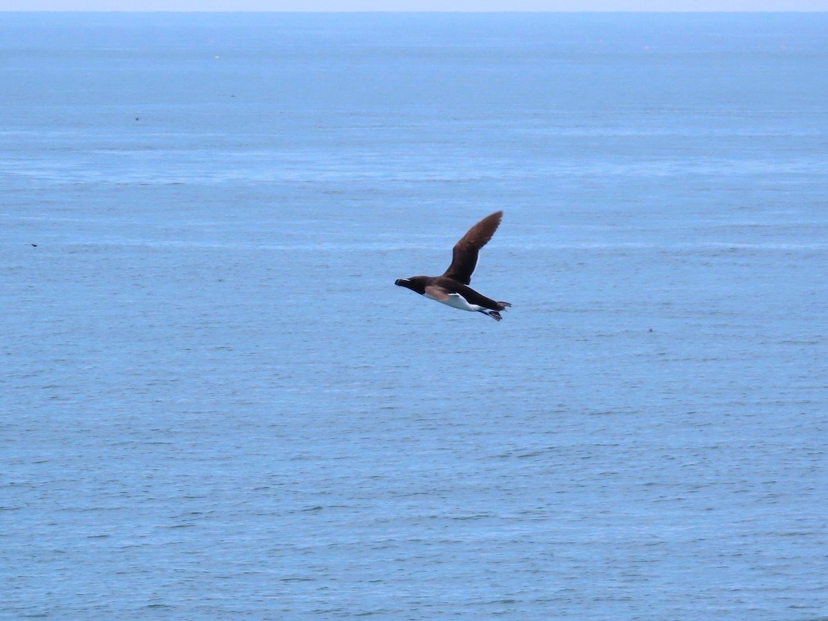 Razorbill - ML639778628