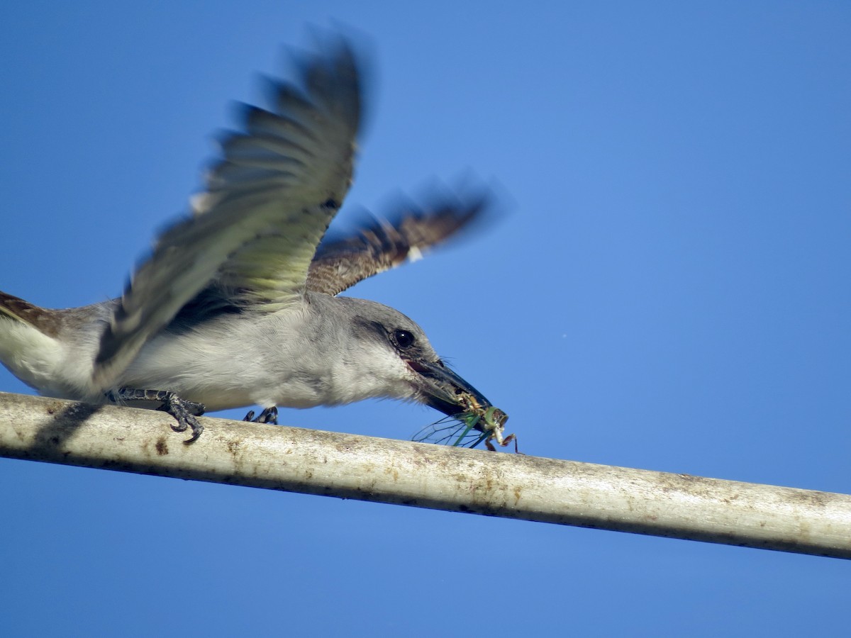 Gray Kingbird - ML639778631