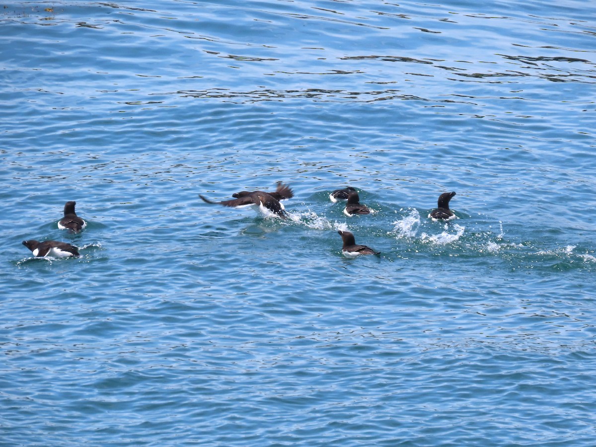 Razorbill - ML639778637
