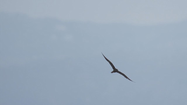 Sooty Tern - ML639778639