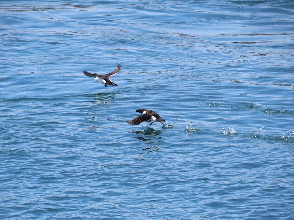 Razorbill - ML639778643