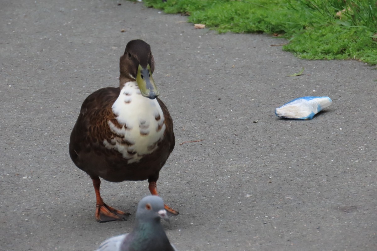 Canard colvert (forme domestique) - ML639778647